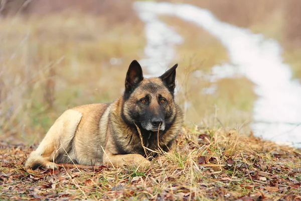 Adulet German Shepgerd Lies Ground Dry Grass Foliage Countryside Attentively — Stock Photo, Image