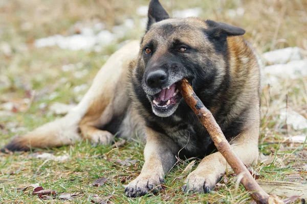 Alman Çoban Kemiren Bir Yeşil Çayır Üzerinde Yalan Sopa — Stok fotoğraf