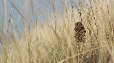 Kuru ot tarlasında wasp vespiary (4k, 25fps)