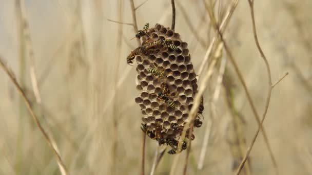 Wasp Het Vespiary Gebouw Het Gebied Van Droge Gras Close — Stockvideo