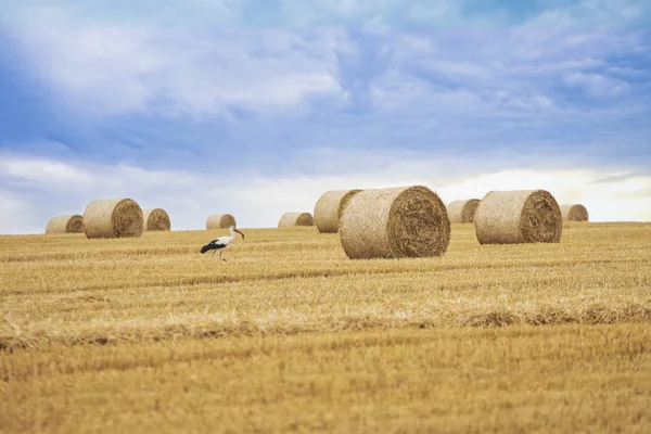 Campo giallo con covoni e gru Fotografia Stock