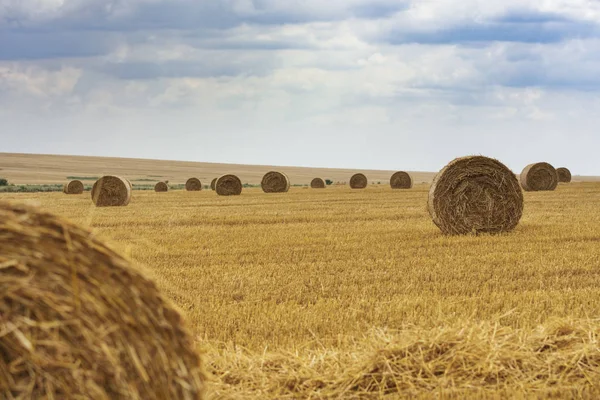 Harvested Field With Sheaves Landscape Stock Photo