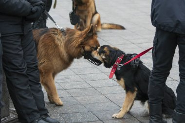 İki Servis Köpeği Buluşması