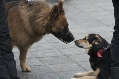 Köpekler birbirini kokluyor.