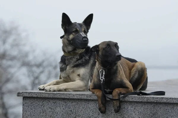 Two Shepherd War-Dogs