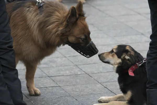 Hunde beschnüffeln sich gegenseitig Stockfoto