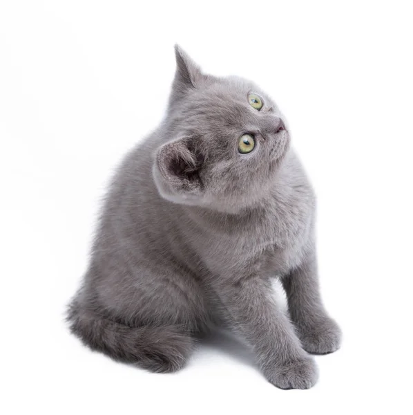 可爱的灰色苏格兰小猫咪坐在白色的背景上 望着旁边 — 图库照片