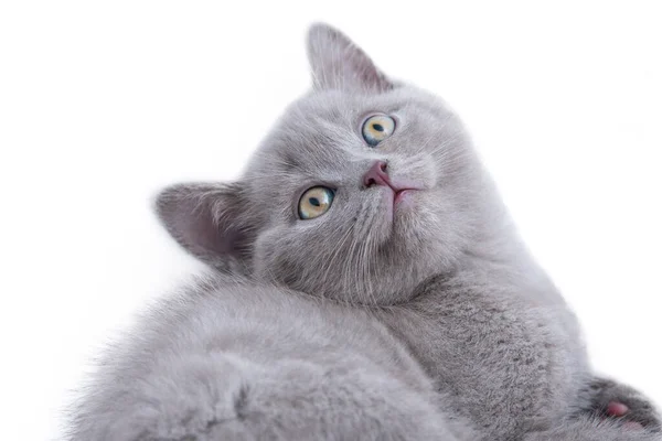 Lindo Retrato Gatito Escocés Aislado Blanco —  Fotos de Stock