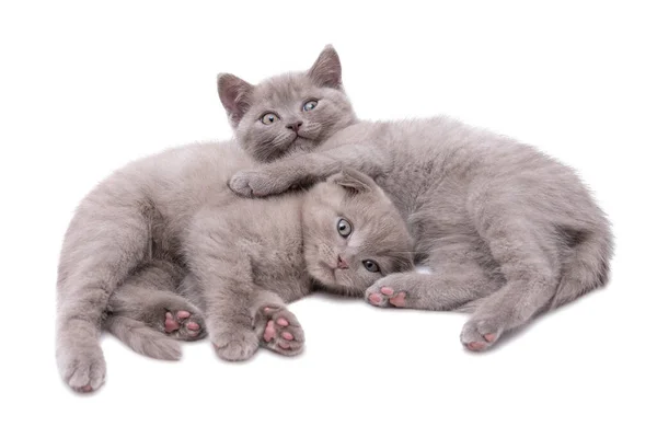 两只长着不同耳朵的苏格兰小猫咪兄弟彼此躺在一起 彼此隔离在白色的背景下 — 图库照片