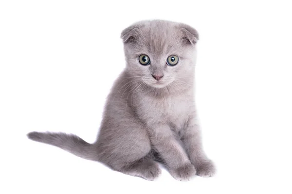 可爱的苏格兰折叠式小猫孤零零地坐在白色的上面 — 图库照片
