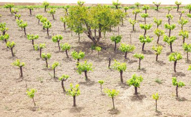 Plantation bir küçük ağaçlar, Doğa, çevre ve ekoloji kavramı
