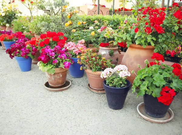 Ogrodnictwo Kwiaty Dekoracja Koncepcja Wiele Kwiatów Doniczki Ulicy — Zdjęcie stockowe