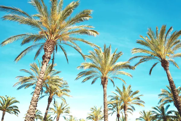 Travel Tourism Vacation Nature Summer Holidays Concept Palm Trees Blue — Stock Photo, Image