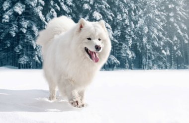 Yakın çekim tüylü beyaz Samoyed köpek kış günü kar üzerinde çalışan