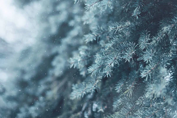 Snow Covered Tree Pine Branch Flying Snowflakes Closeup Frozen Winter — Stock Photo, Image