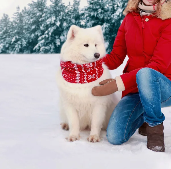 Mooie Witte Samojeed Hond Koude Winter Gekleed Rode Sjaal Met — Stockfoto