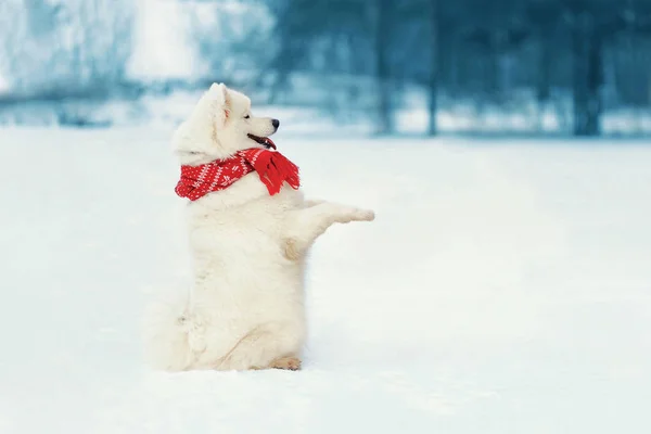 冬の日 縦断ビュー 空雪背景に雪で後ろ足で立っている赤いスカーフで幸せの白いサモエド犬 — ストック写真