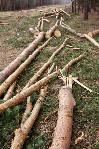 Environment Nature Deforestation Forest Felling Trees — Stock Photo, Image