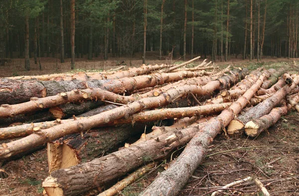 Umwelt Natur Und Entwaldung Abholzung Von Bäumen — Stockfoto