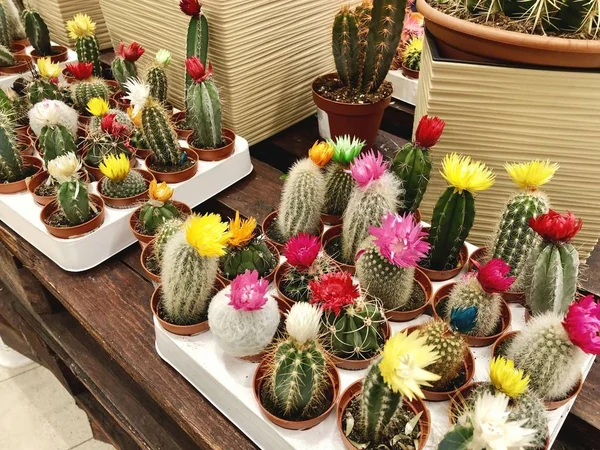 Many Different Small Multicolored Cacti Flower Pots Indoor Plants — Stock Photo, Image