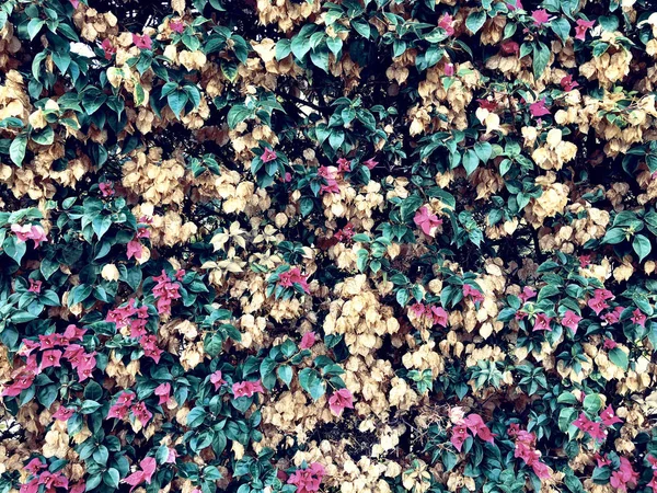 Pared Arbustos Con Flores Vegetación Como Fondo — Foto de Stock