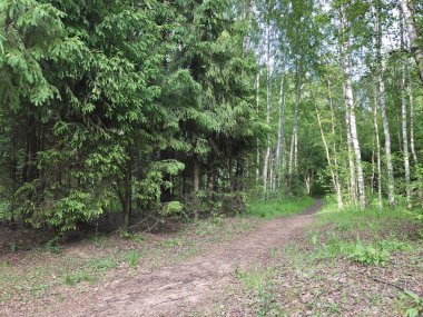 İğne yapraklı ve yaprak döken orman yolu ile