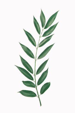 Bırak doğa ve güzellik kavramı - yeşil dal willow bitki