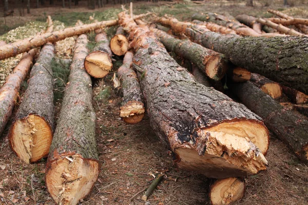 Environment, nature and deforestation forest - felled trees — Stock Photo, Image