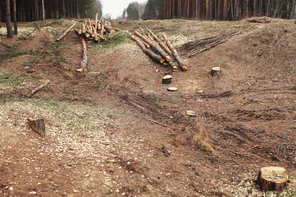 Environment, nature and deforestation forest - felled trees — Stock Photo, Image