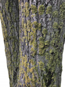 Kmen starého nemocného stromu pokrytý houstovou izolovanou na bílém BAC