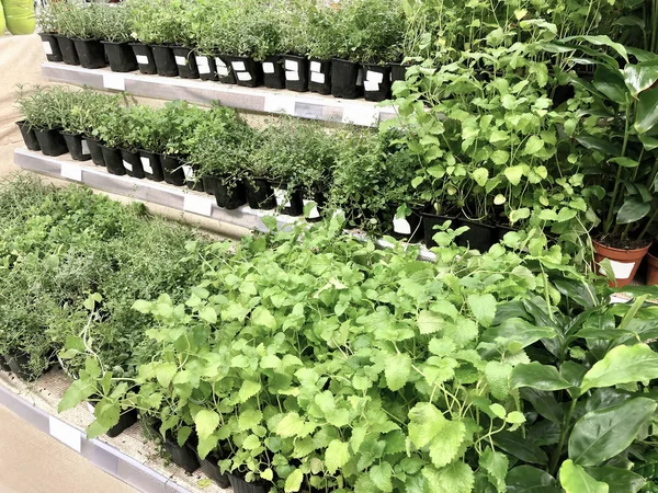 Muitas mudas de plantas verdes em caixas de plástico nas prateleiras — Fotografia de Stock