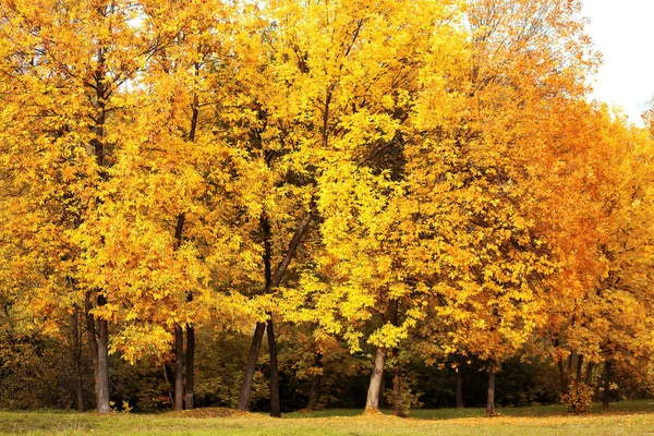 Autumn landscape background, golden yellow maple trees in park — Stock Photo, Image