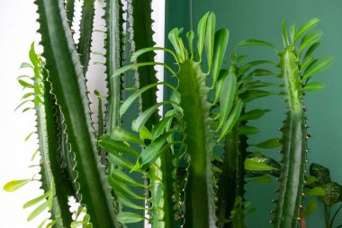 Kapalı alan çiçekleri - yeşil kaktüsler yakın plan