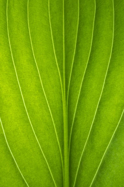 Arkaplan Parlak Yeşil Yaprak Yakın Plan — Stok fotoğraf