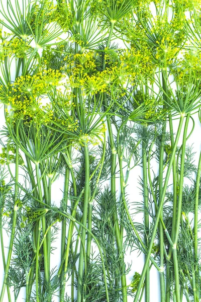 Zelený Kohout Detailní Záběr Bílém Pozadí Horní Pohled — Stock fotografie