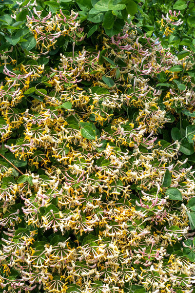 Liana honeysuckle - blooming in yellow flowers, close-up macro shot