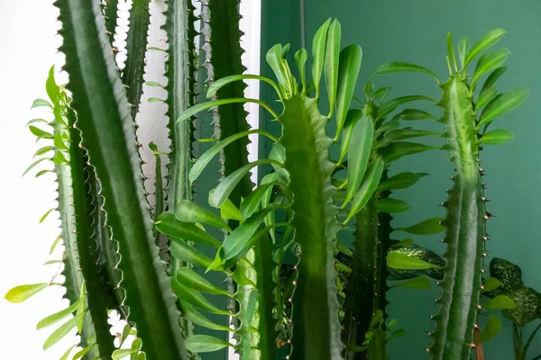 Fiori Interni Cactus Verdi Primo Piano — Foto Stock