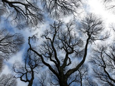 Ağaç dallarının silueti gökyüzüne karşı