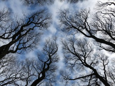 Ağaç dallarının silueti gökyüzüne karşı