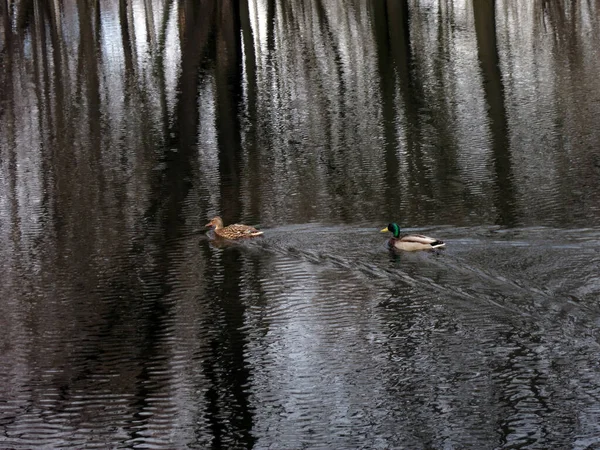 鸭子在湖上成双成对地游来游去 水面上的树木轮廓也是如此 — 图库照片