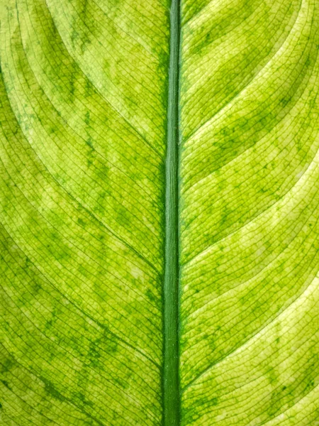 Primer Plano Hoja Verde Brillante Fondo Textura Para Diseño — Foto de Stock