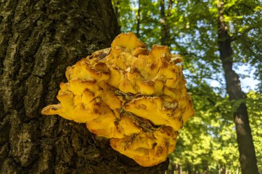 Ağaçta mantar var. Ormanın arka planı.