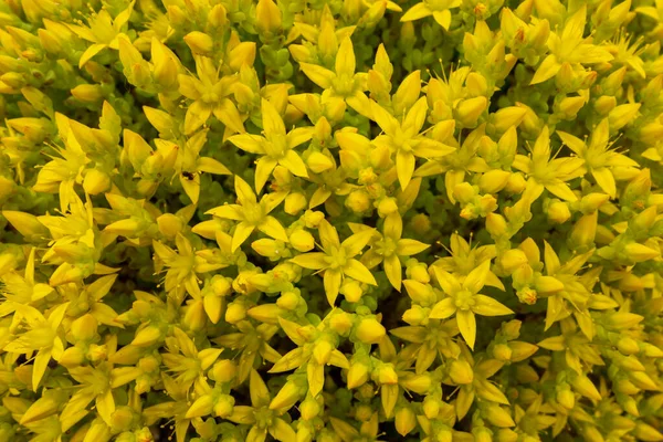 Sdum Kvete Žlutých Květinách Celoroční Rostliny Používané Medicíně — Stock fotografie