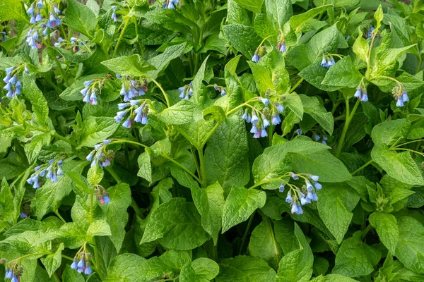 Boraginaceae Používá Medicíně Vaření Med Rostlina Pro Včely — Stock fotografie