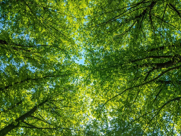 Korony Drzew Oświetlone Jasnym Słońcem Krajobraz Tętniącej Życiem Przyrody — Zdjęcie stockowe