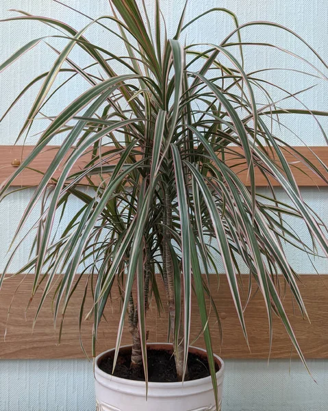 Dracaena Tropische Zierpflanze Blumentopf — Stockfoto