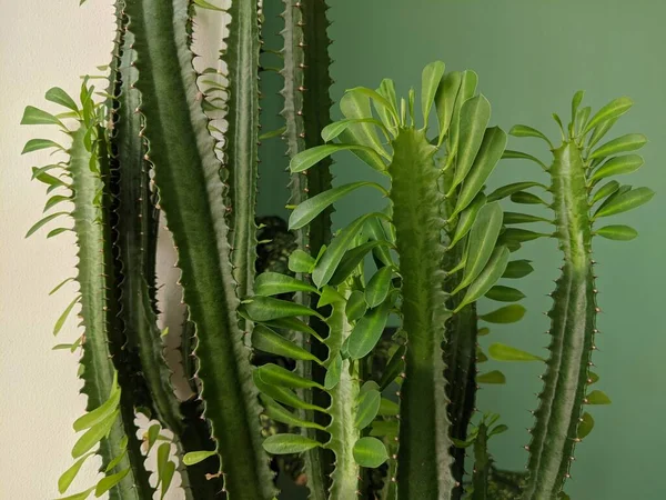Vnitřní Květiny Zelené Kaktusy Listy Detailní — Stock fotografie