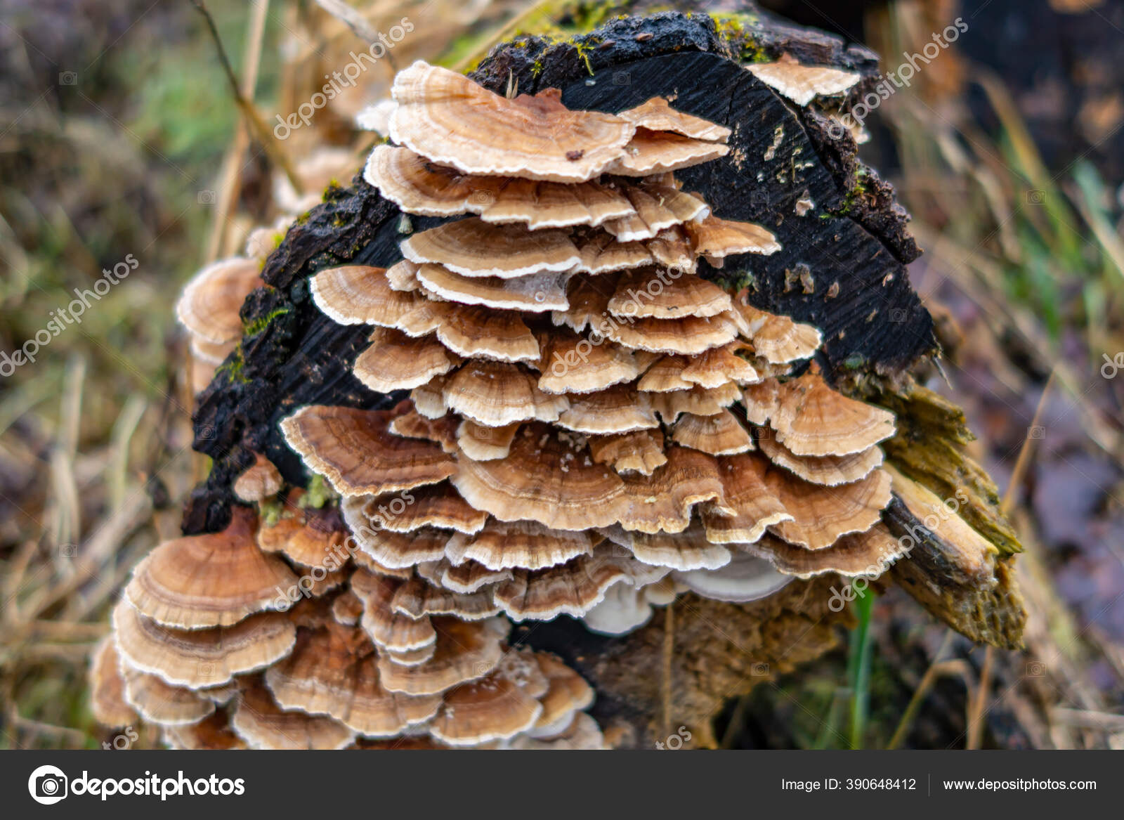Mushrooms Grow Old Fallen Tree — Stock Photo © Andrey373 390648412