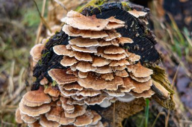 Mantarlar eski bir ağaçta yetişir.