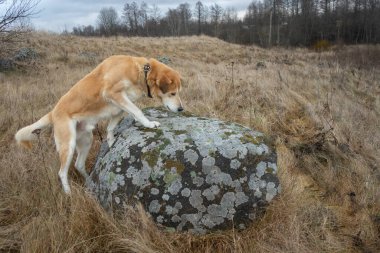 Kızıl köpek, kuru ot ve yosun kaplı taş.